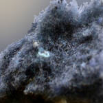 Wool Dust
