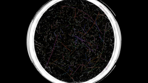 Fiber Image after Analysis with colored Overlay